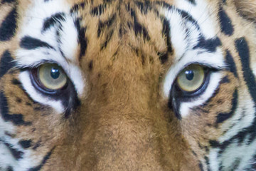 Bengal Tiger Eyes
