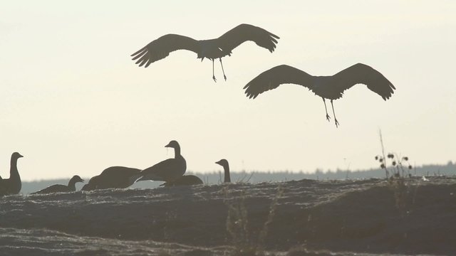 Kraniche im Fr&uuml;hling