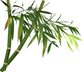 Fototapeta na wymiar bamboo branch with green leves isolated on white