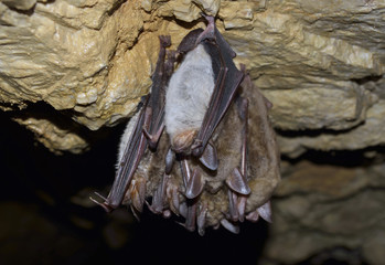 Groups of sleeping bats in cave (Myotis blythii)