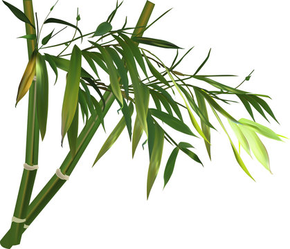 bamboo branch with green leves isolated on white
