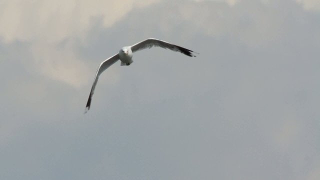 M&ouml;we