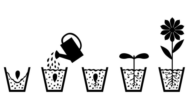 Scheme of plant growth from seed to flower