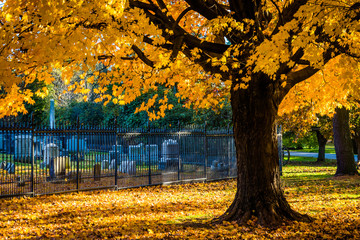 Autumn colors on a tree at the Gettysburg National Cemetary, Pen