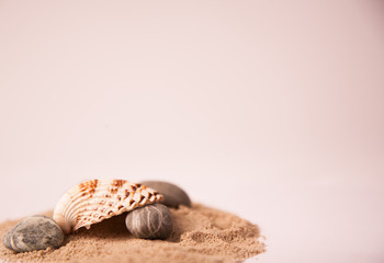 seashell