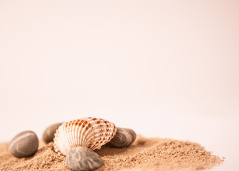 seashell