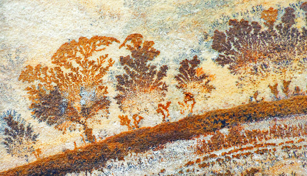El bosque animado