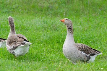 Grey domestic geese on the green grass