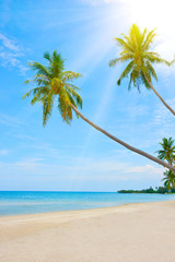 Fototapeta na wymiar palm and beach