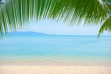 Palm tree leaves over luxury beach