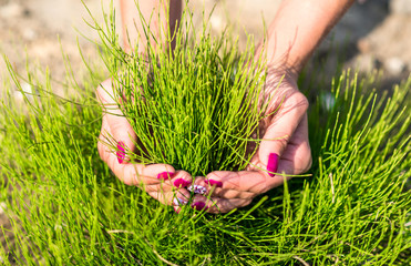 Fresh green grass growing, girl hold in hands