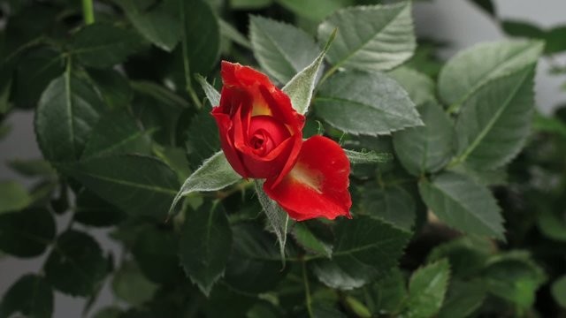 Rose opening Time Lapse