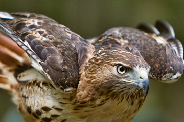 Red-tailed Hawk