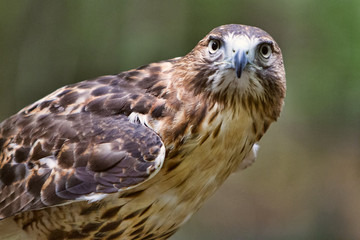 Red-tailed Hawk