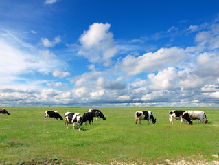 Fototapeta premium Cows on a green summer meadow