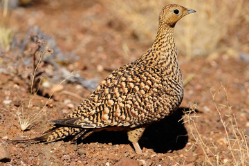 Female Namaqua sandgrouse