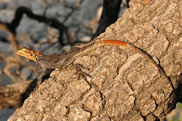 Agama lizard on a tree
