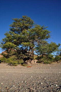 Large mopane tree