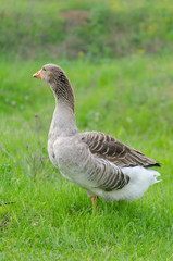 Grey domestic goose on the green grass