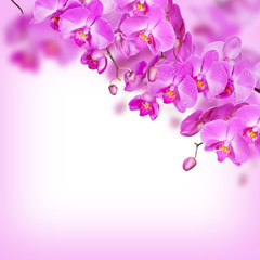 Obraz na płótnie Canvas Orchid on White