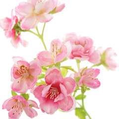 Naklejka na ściany i meble cherry blossom flowers