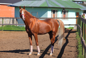 Red arabian horse with red halter