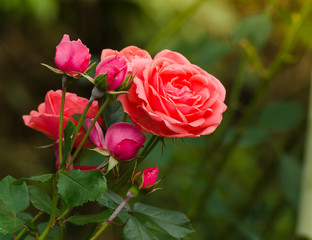 beautiful orange rose in a garden