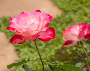 beautiful pink rose in a garden