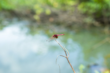 Dragonfly holding on dry branch.