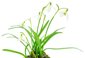 Snowdrops (Galanthus nivalis) on white background