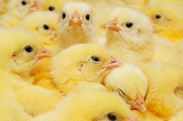 Group of Baby Chicks