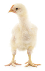 Small chicken