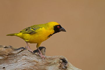 Masked weaver perched on lock; Ploceus velatus