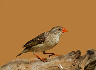 Non-breeding Female Red-Billed Quelea; Quelea quelea
