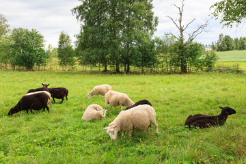 Naklejka premium Herd of sheeps in the meadow