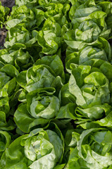 Fototapeta na wymiar Growing bio lettuce in the northern Bulgaria in the summer