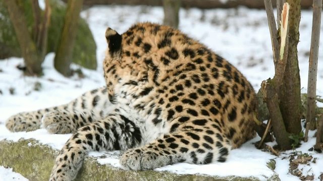 Juvenile (9-months) Amur leopard