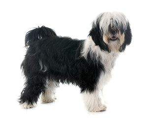tibetan terrier
