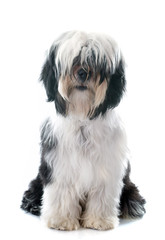 tibetan terrier