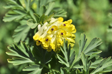 Fototapeta premium yellow spring flower. Hollowroot (Corydalis cava) 