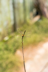 Dragonfly holding on dry branch.