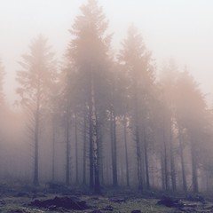 forest on foggy morning