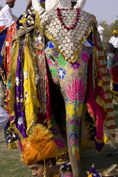 Colorful hand painted elephant , Holi festival , Jaipur, Rajasthan, India	