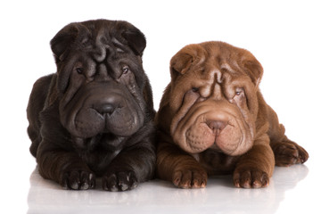 two shar pei puppies lying down
