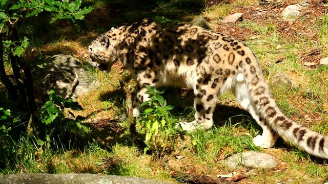 Schneeleopard im Sommer