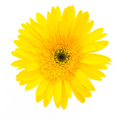 Yellow gerbera flower