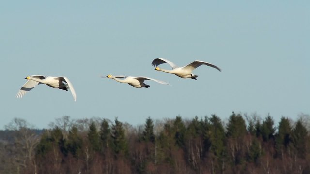 Fr&uuml;hling in Schweden - Wasserv&ouml;gel