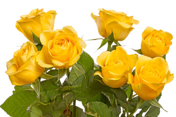 Seven yellow roses on white