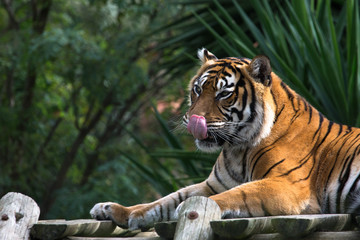 Fototapeta na wymiar Amur tiger lying on a platform of planks