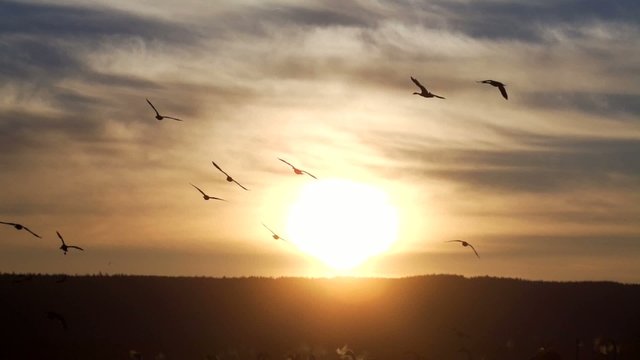 Fr&uuml;hling in Schweden - Wasserv&ouml;gel